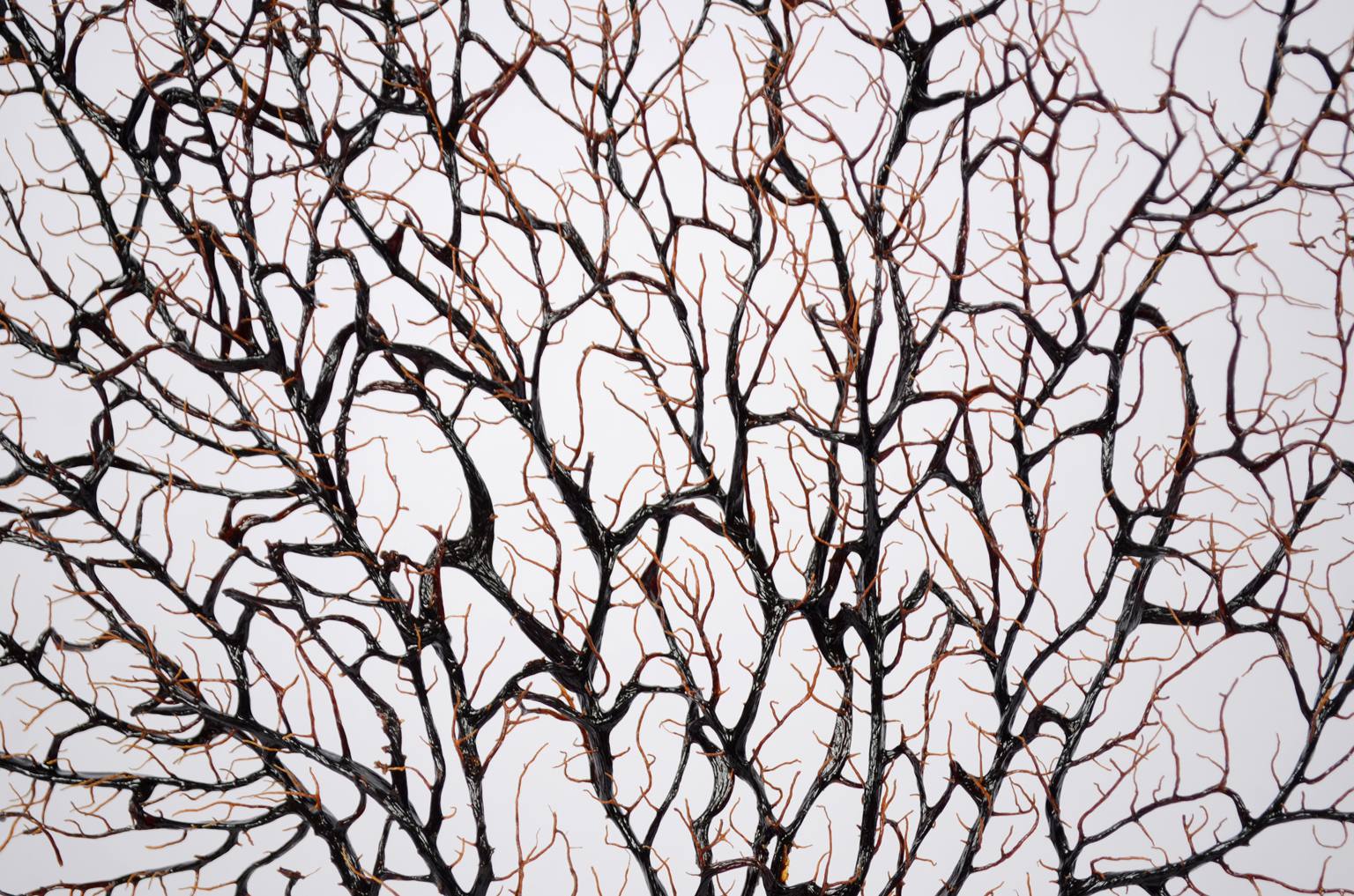 Storia naturale/5890-Gorgonia