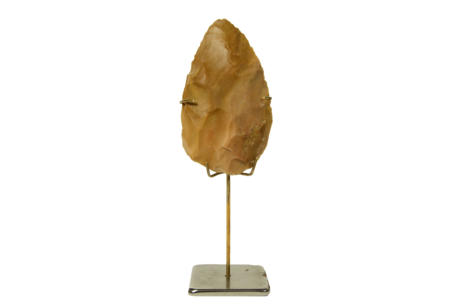 Natural history/5910b-Double-sided amygdala