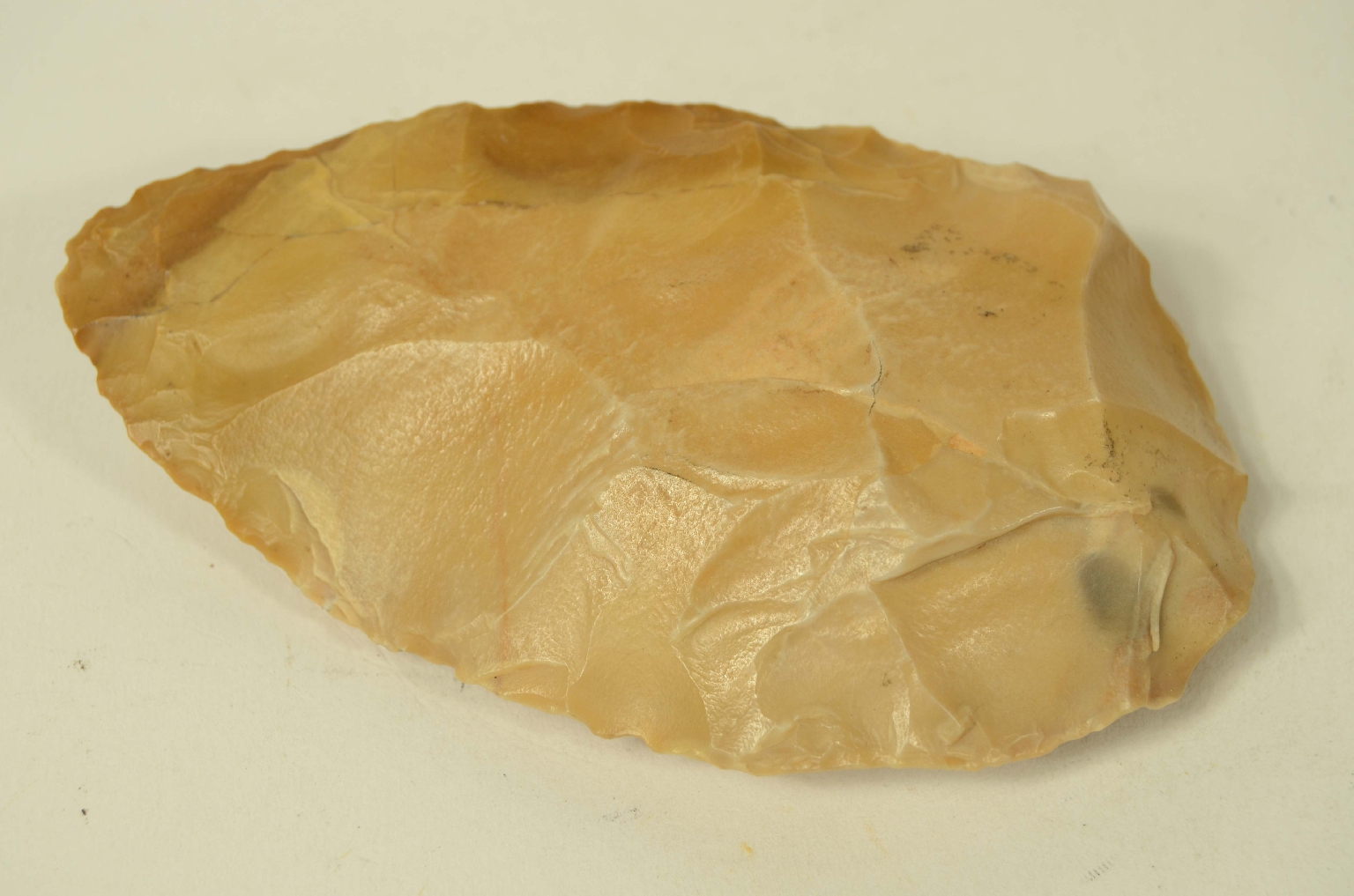 Natural history/5910b-Double-sided amygdala