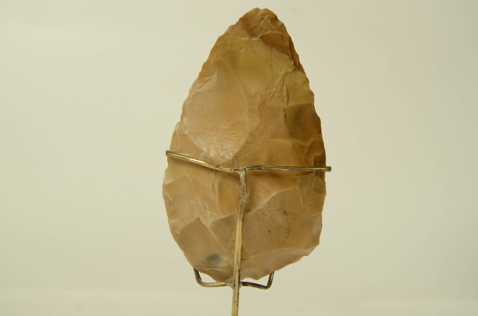 Natural history/5910b-Double-sided amygdala