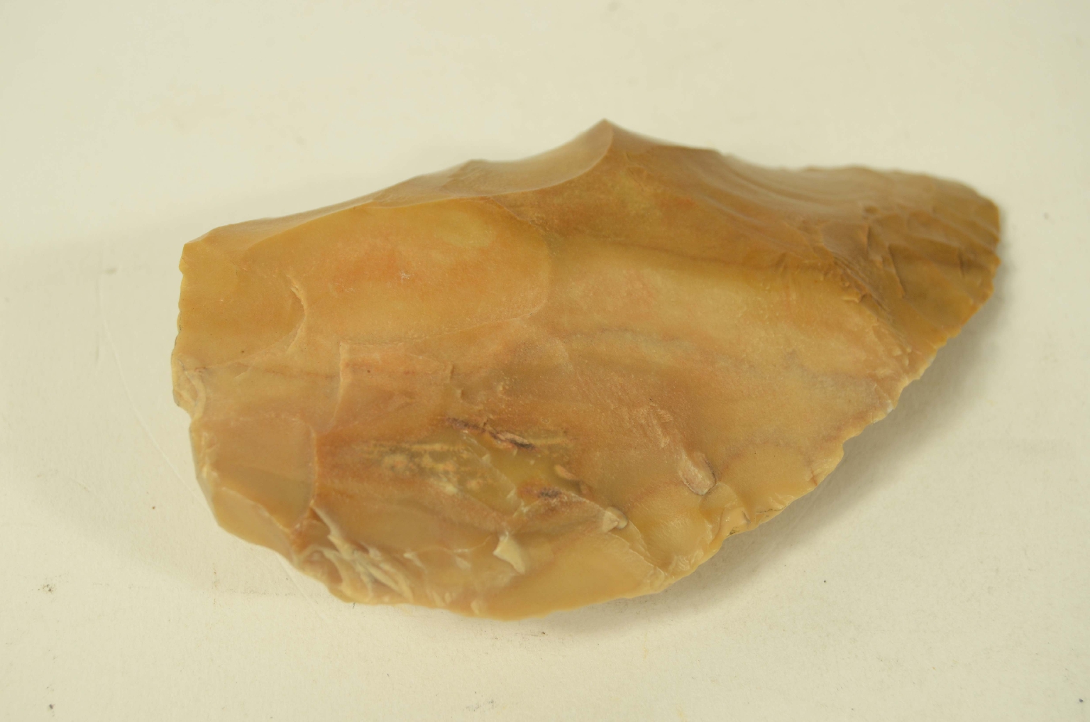 Natural history/5910b-Double-sided amygdala