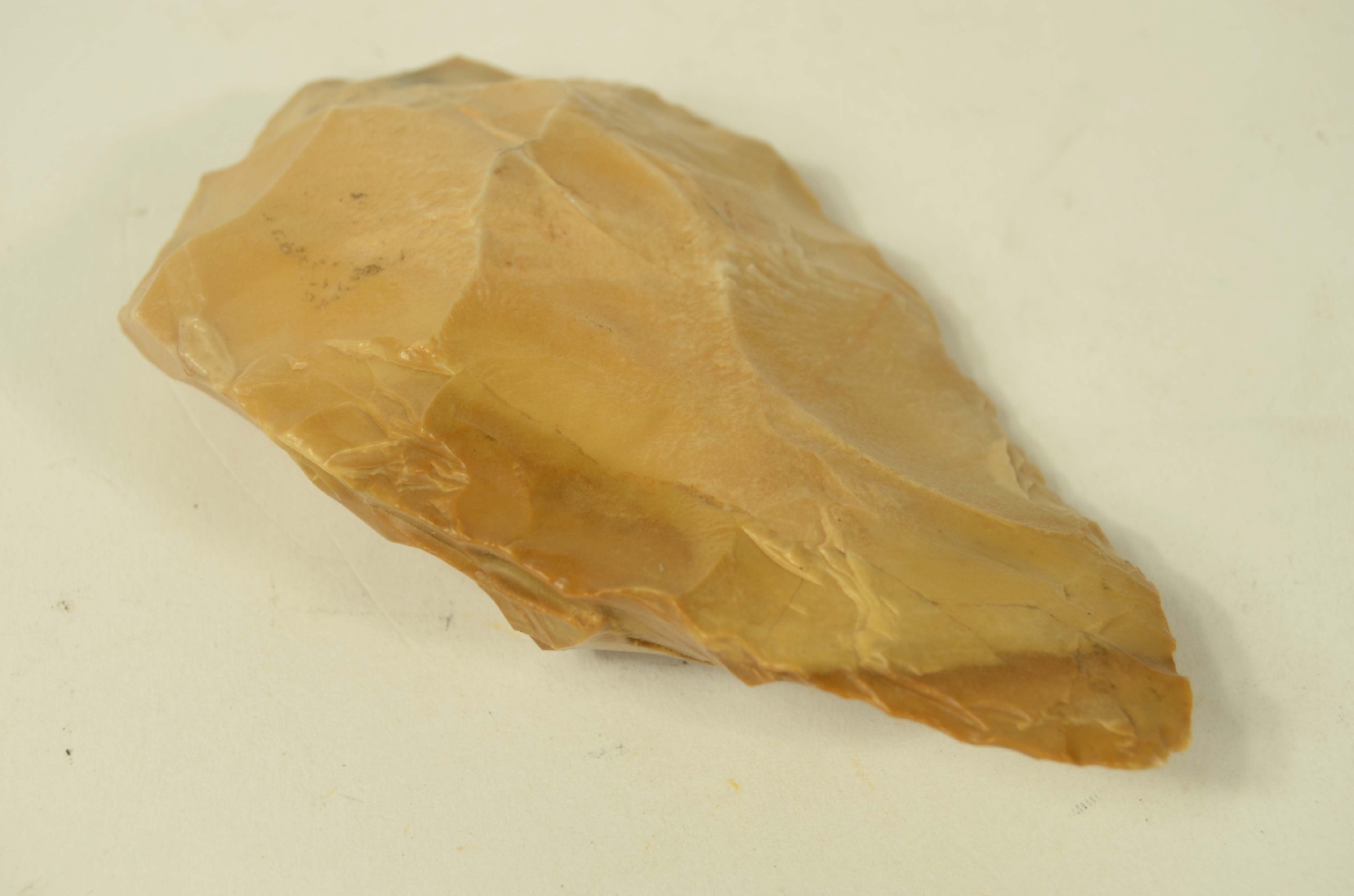 Natural history/5910b-Double-sided amygdala
