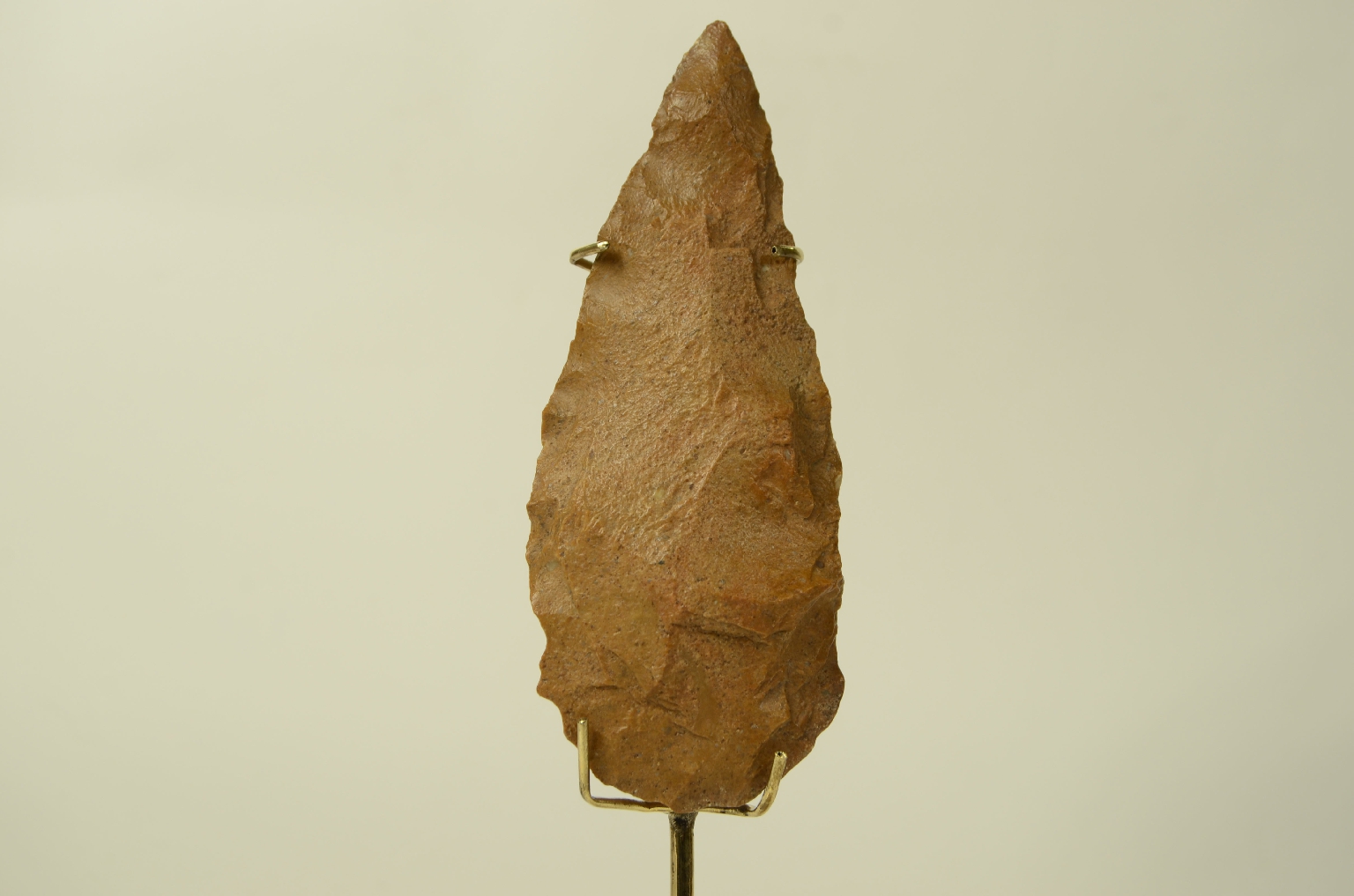 Natural history/5910c-Double-Sided Amygdala