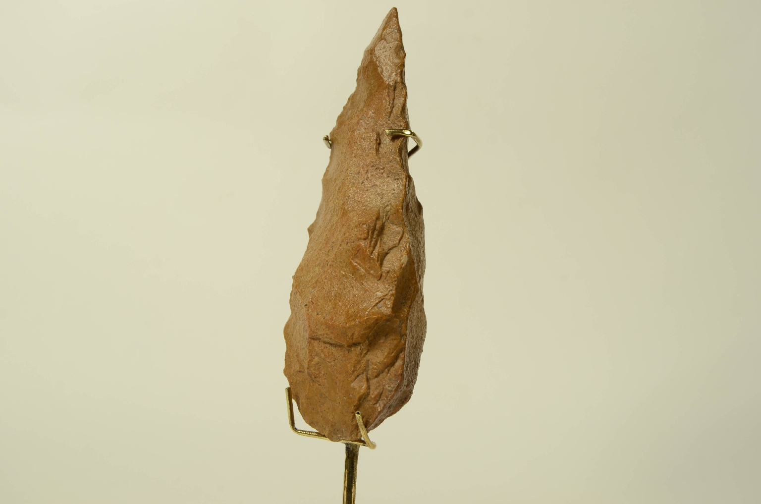 Natural history/5910c-Double-Sided Amygdala