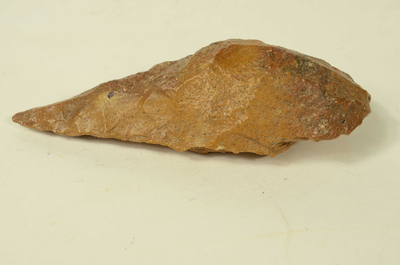 Natural history/5910c-Double-Sided Amygdala