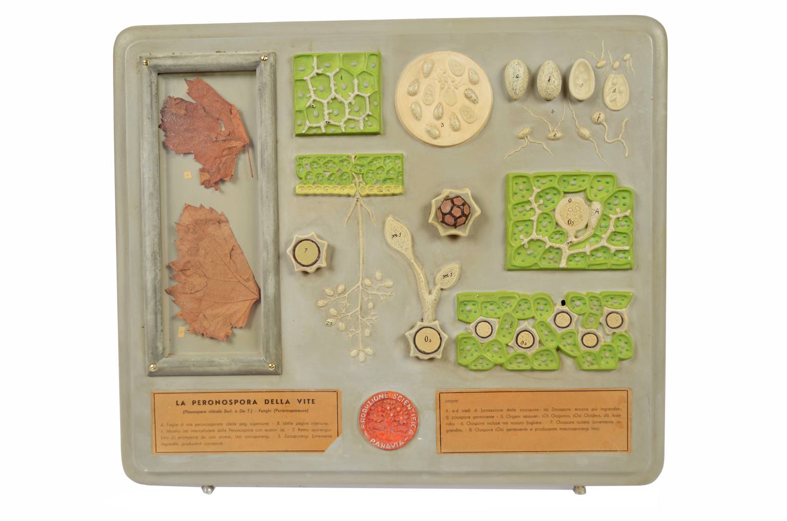 Storia naturale/5937-Malattia vite