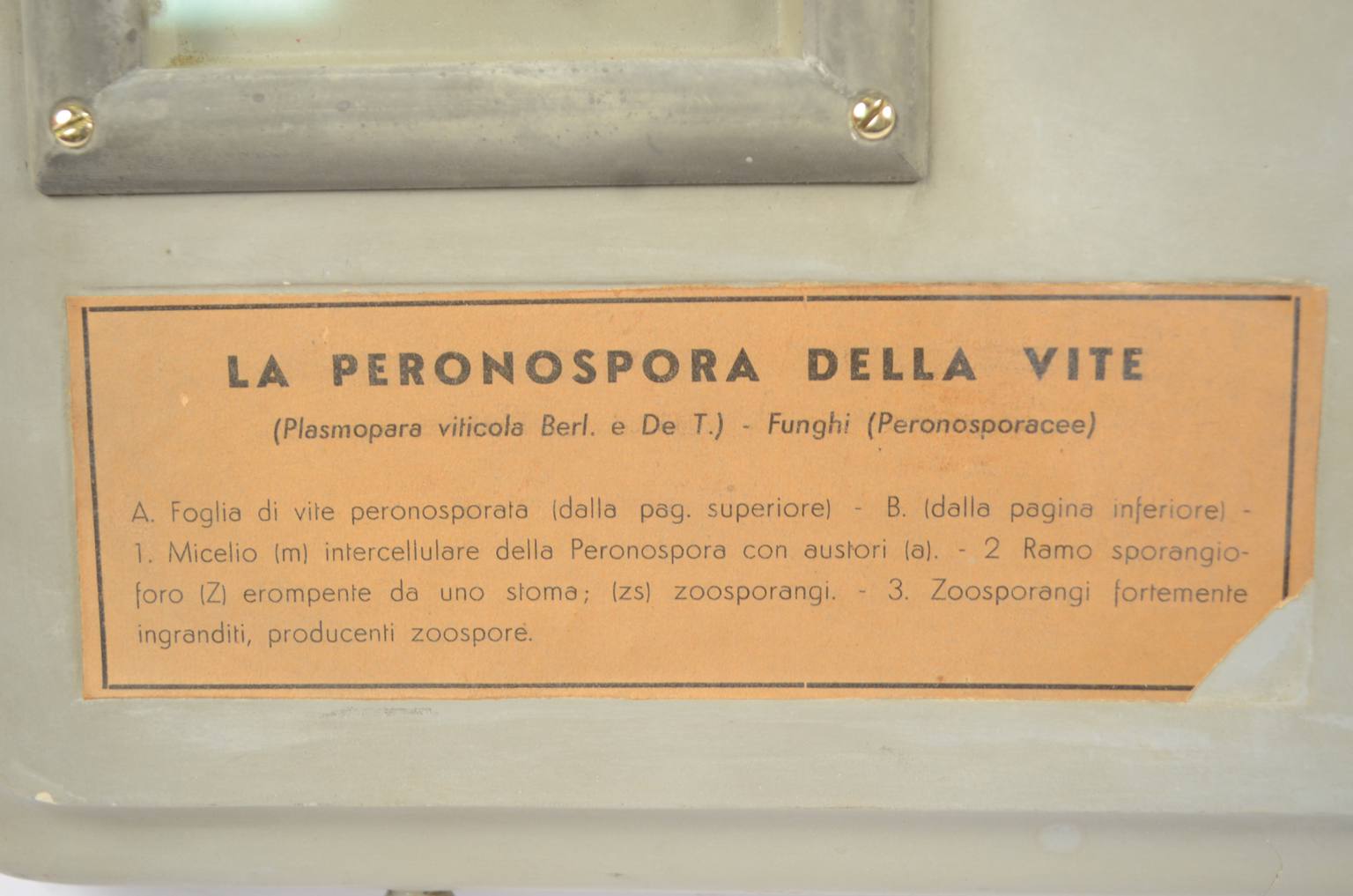 Storia naturale/5937-Malattia vite