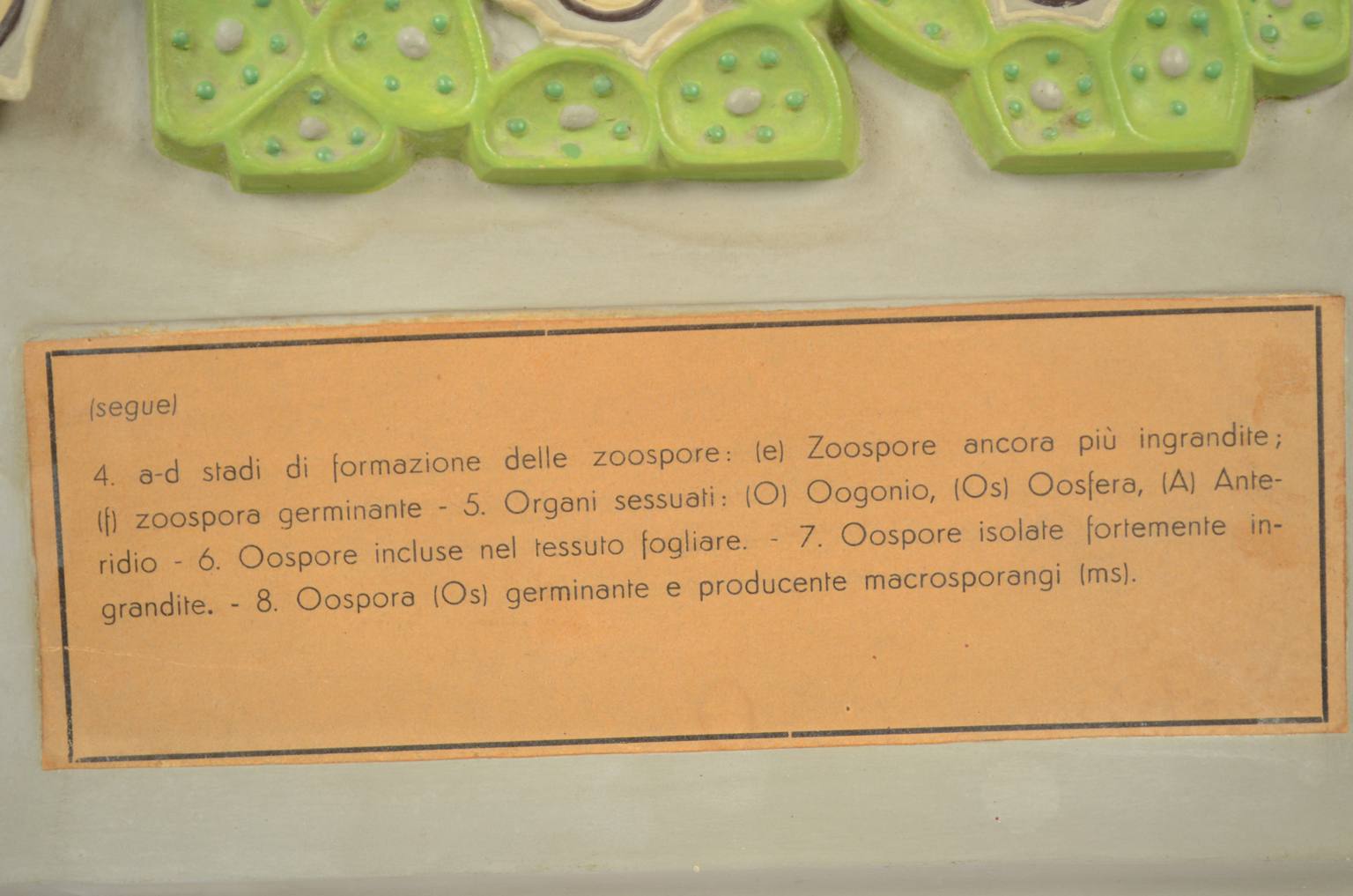 Storia naturale/5937-Malattia vite