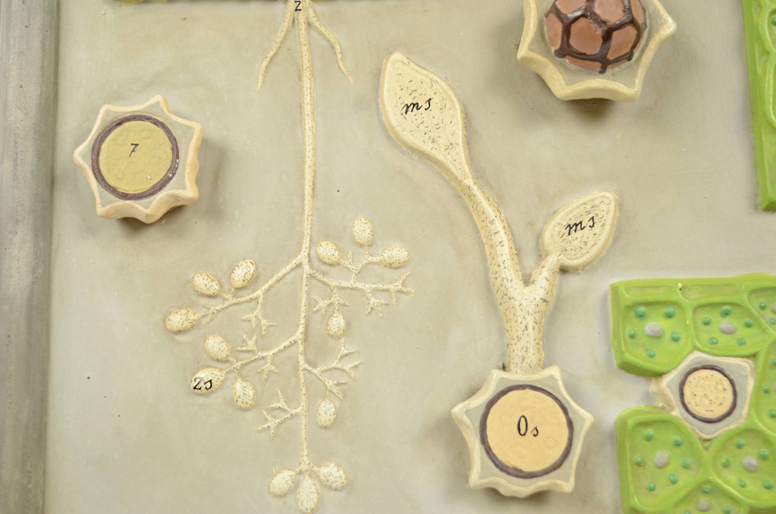 Storia naturale/5937-Malattia vite