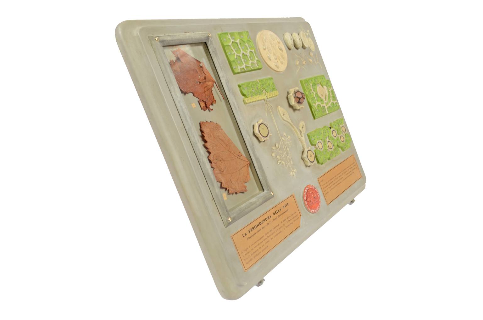 Storia naturale/5937-Malattia vite