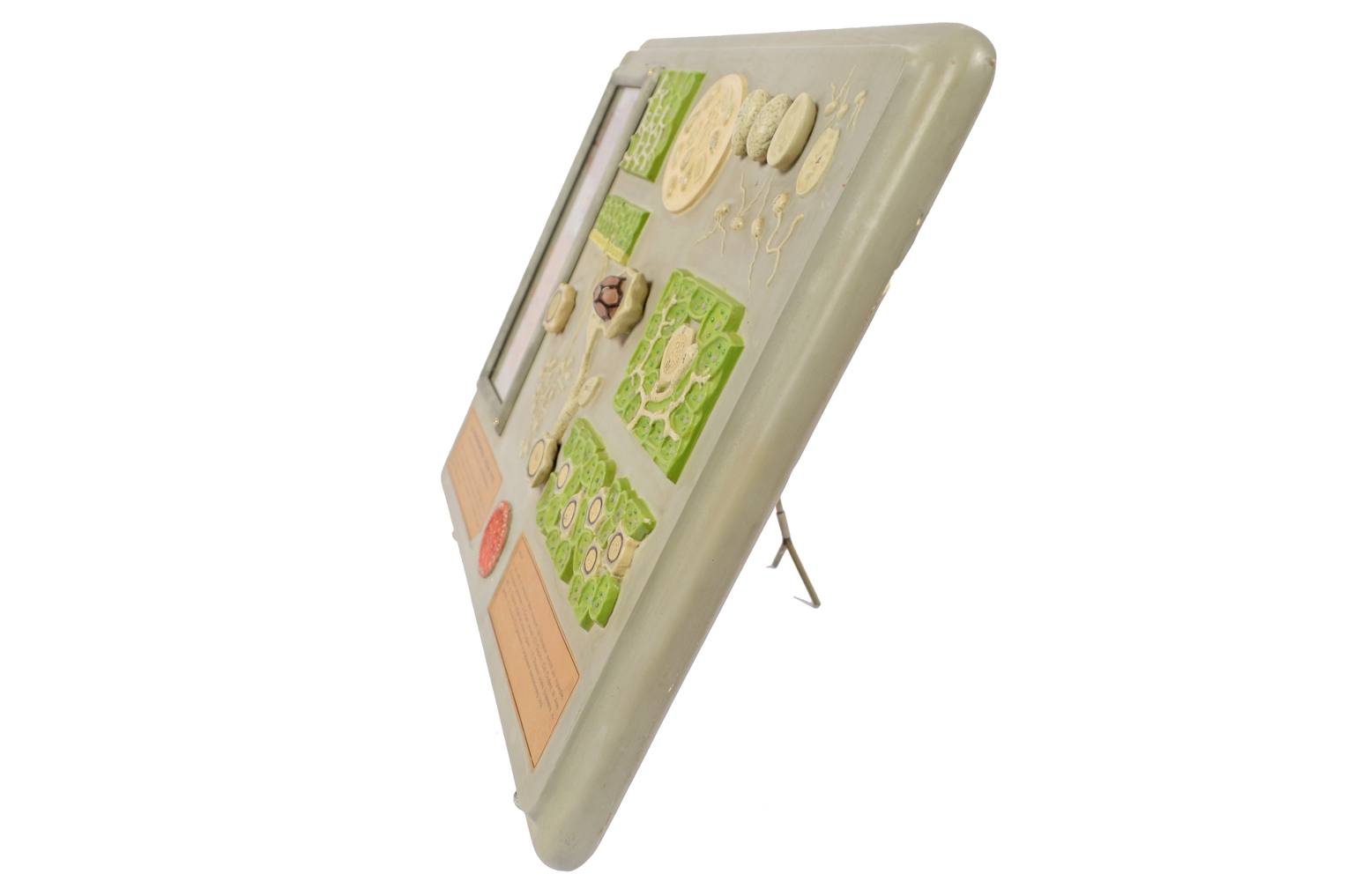 Storia naturale/5937-Malattia vite