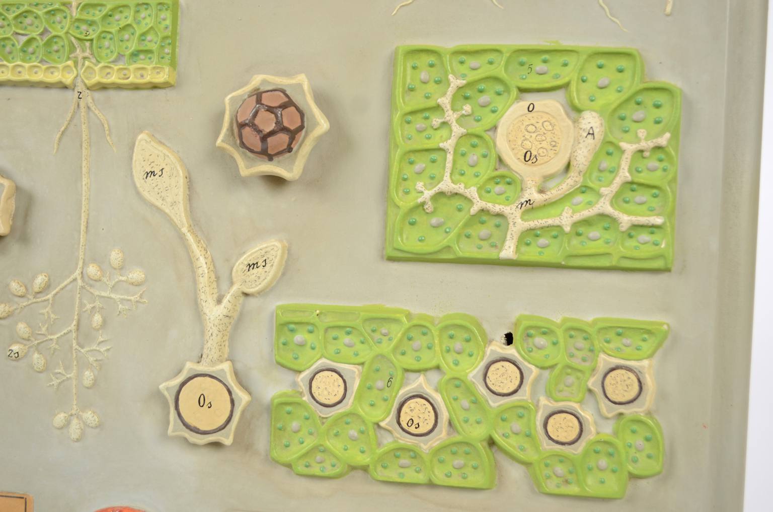 Storia naturale/5937-Malattia vite