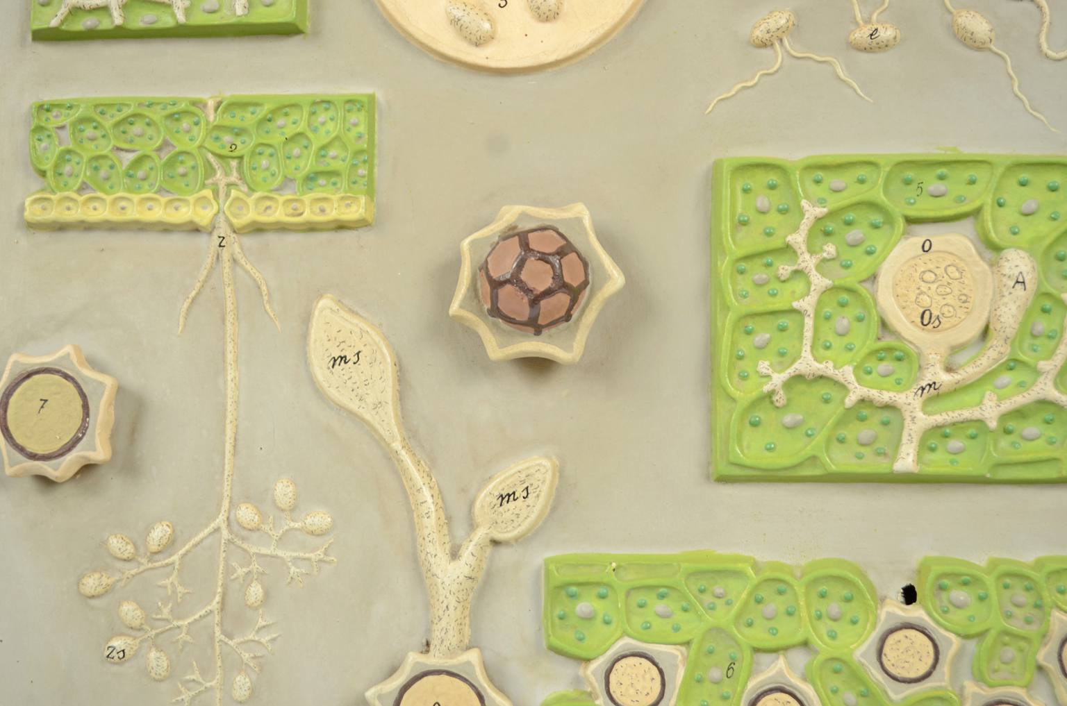 Storia naturale/5937-Malattia vite