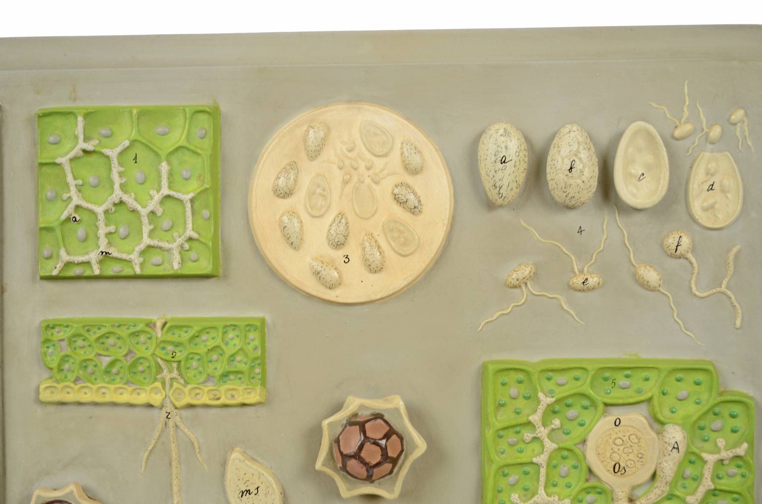 Storia naturale/5937-Malattia vite