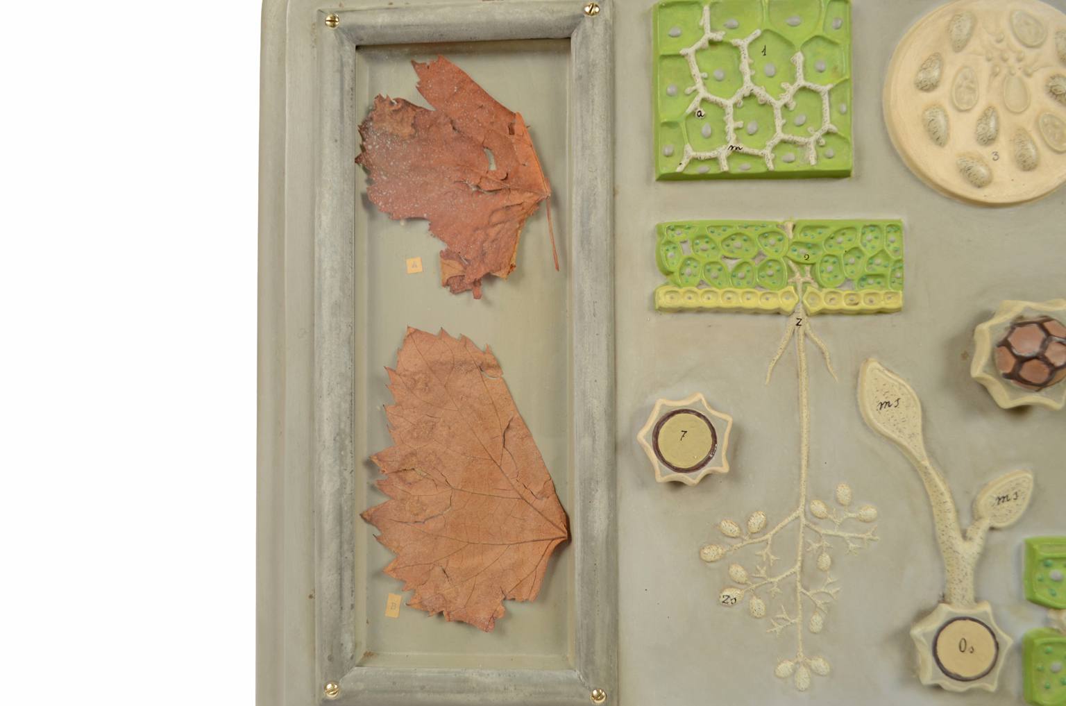 Storia naturale/5937-Malattia vite