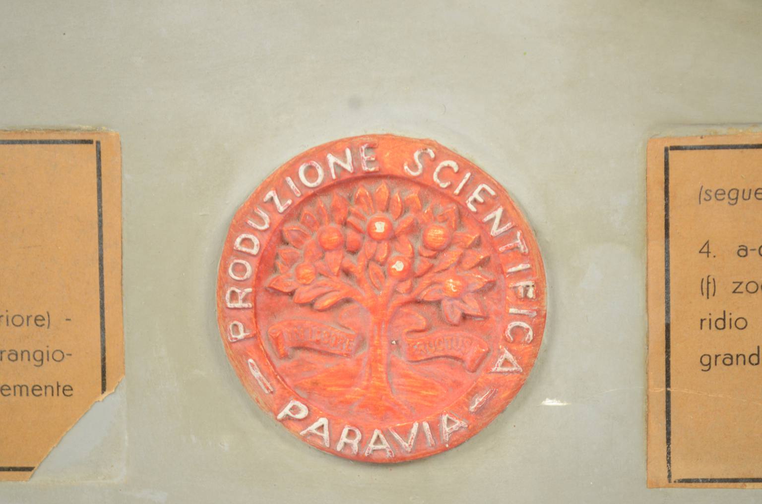 Storia naturale/5937-Malattia vite