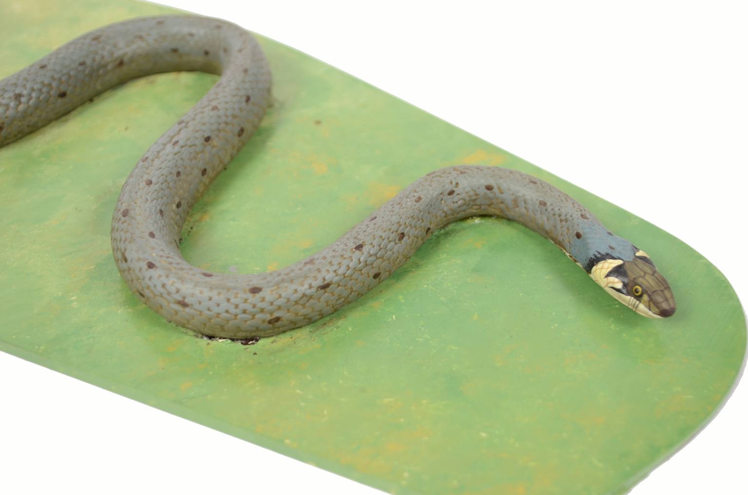 Storia naturale/5996-Modello del serpente