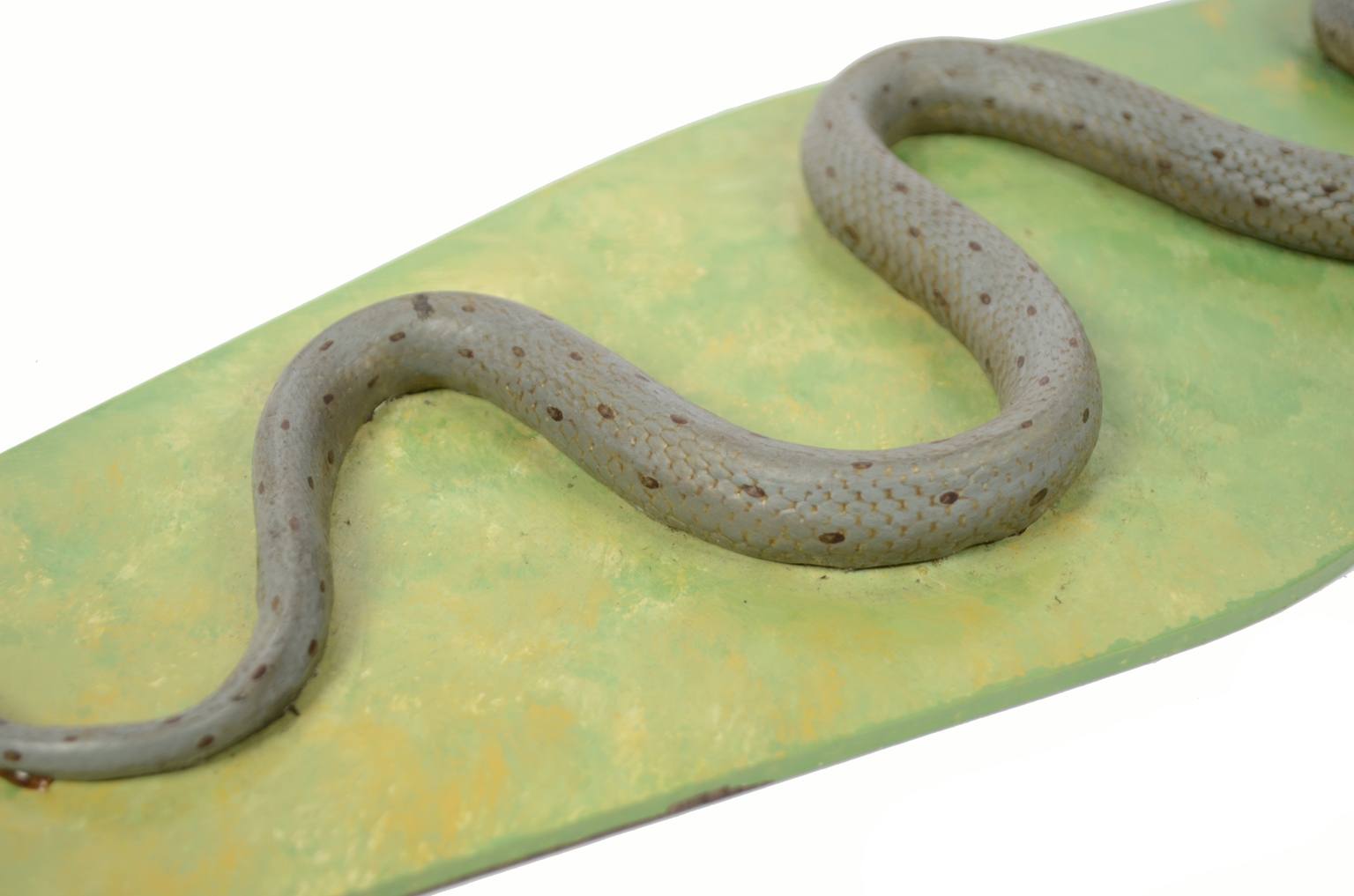 Natural history/5996-Snake model