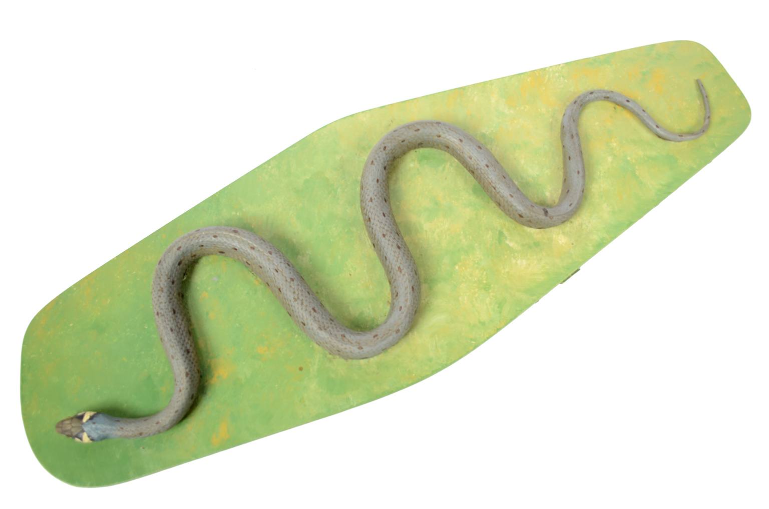 Natural history/5996-Snake model