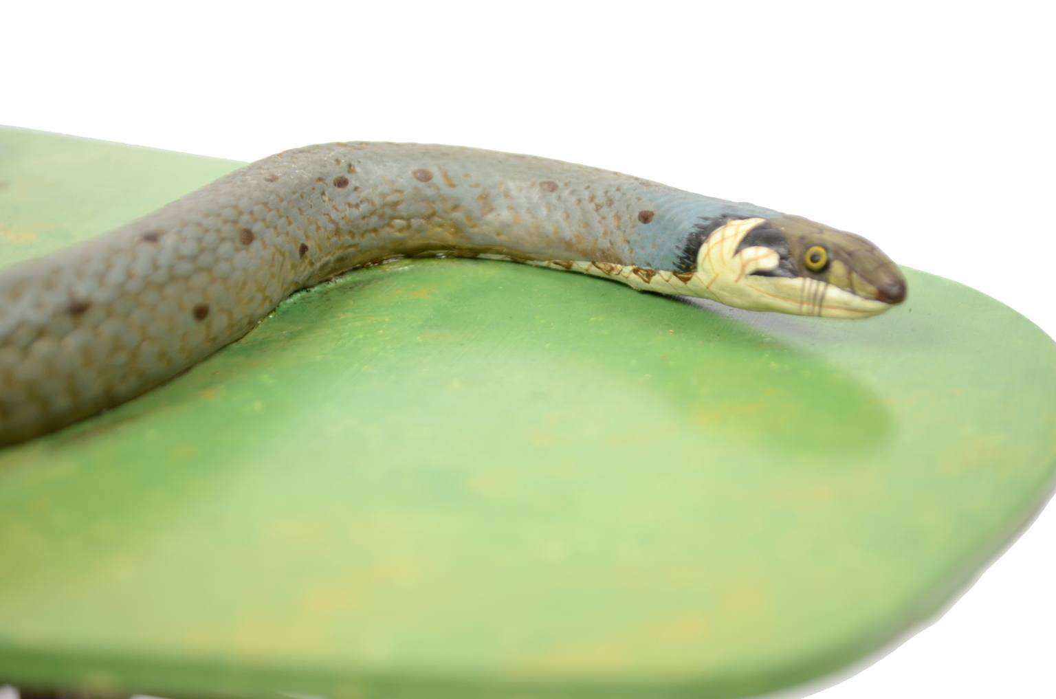 Storia naturale/5996-Modello del serpente