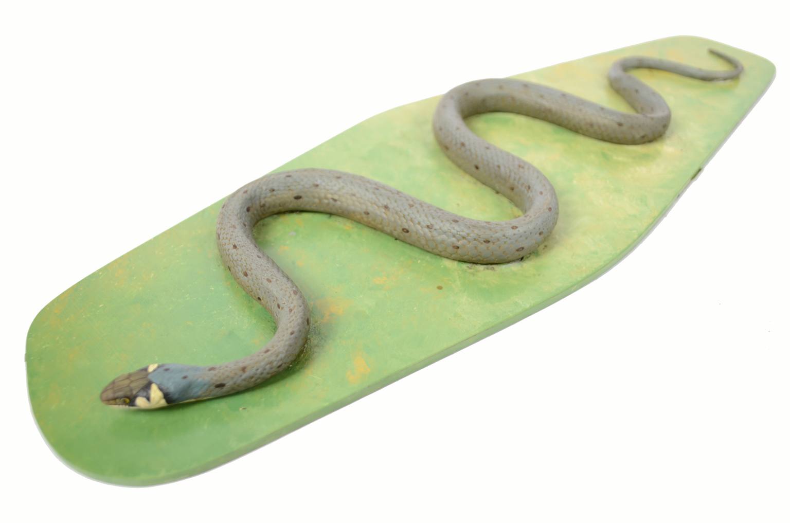 Natural history/5996-Snake model