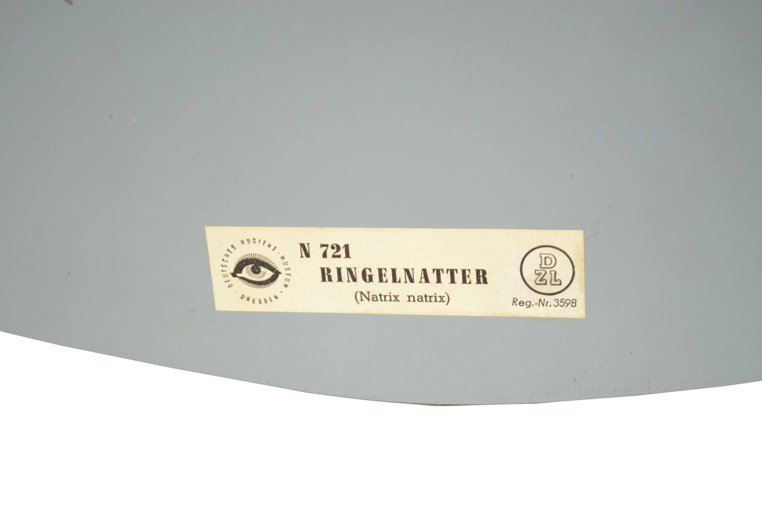 Storia naturale/5996-Modello del serpente