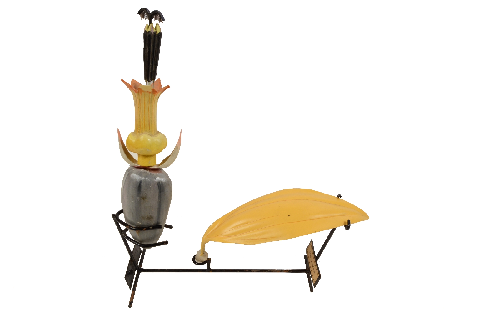 Storia naturale/5X-Passiflora