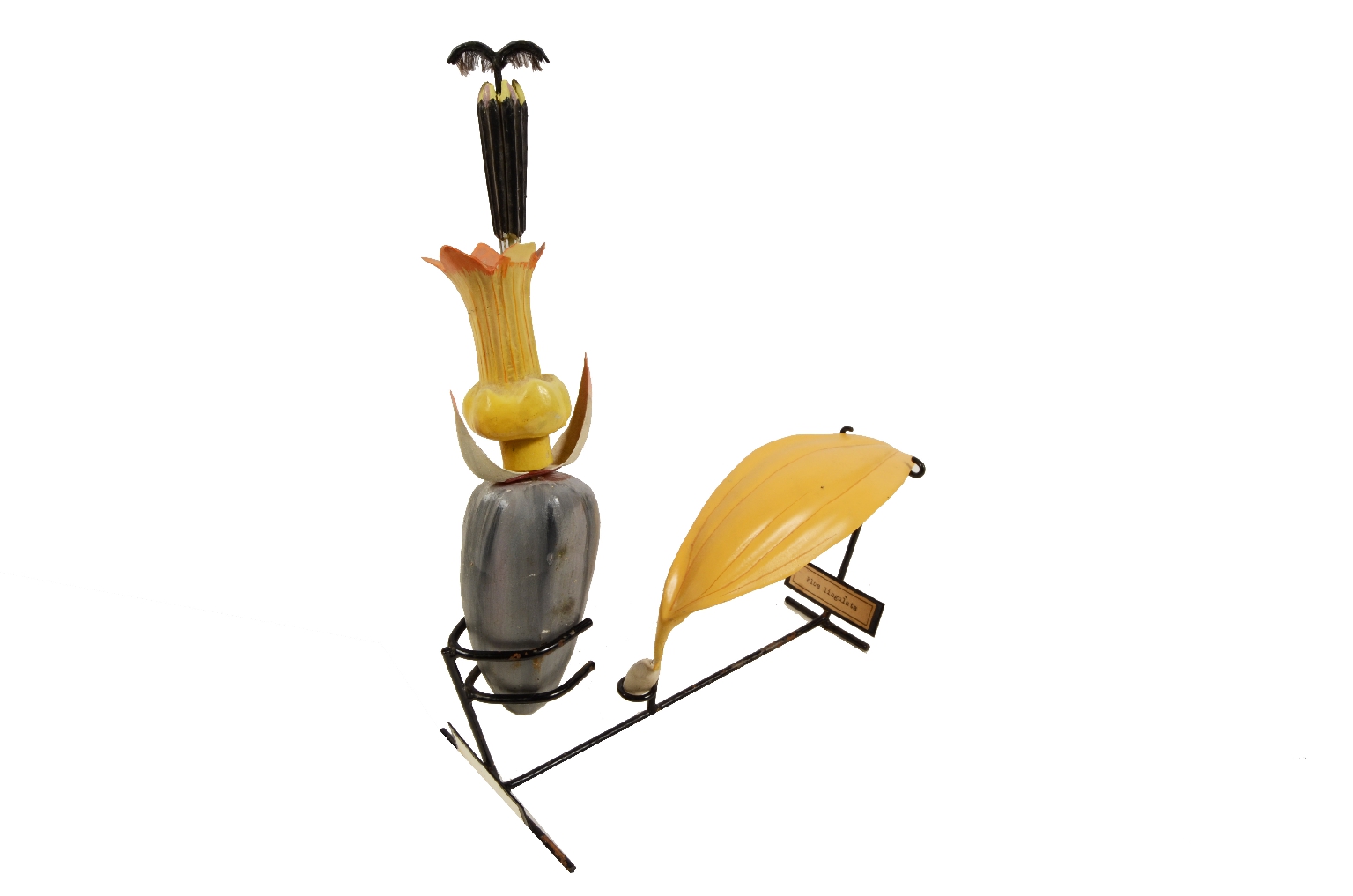 Storia naturale/5X-Passiflora