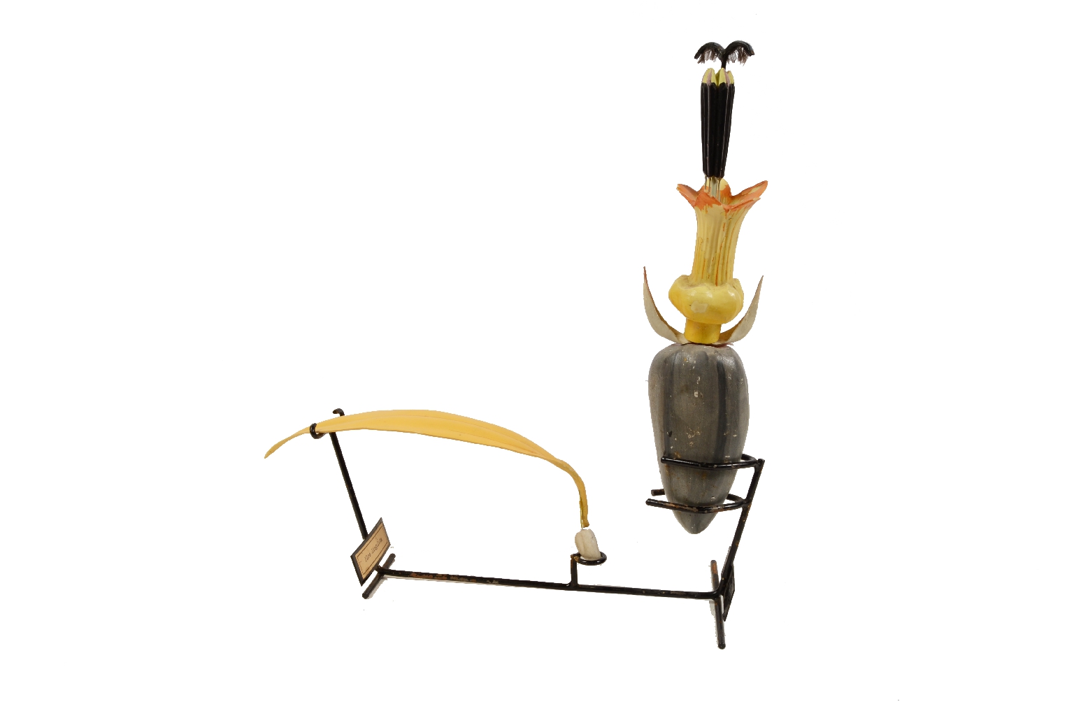 Storia naturale/5X-Passiflora