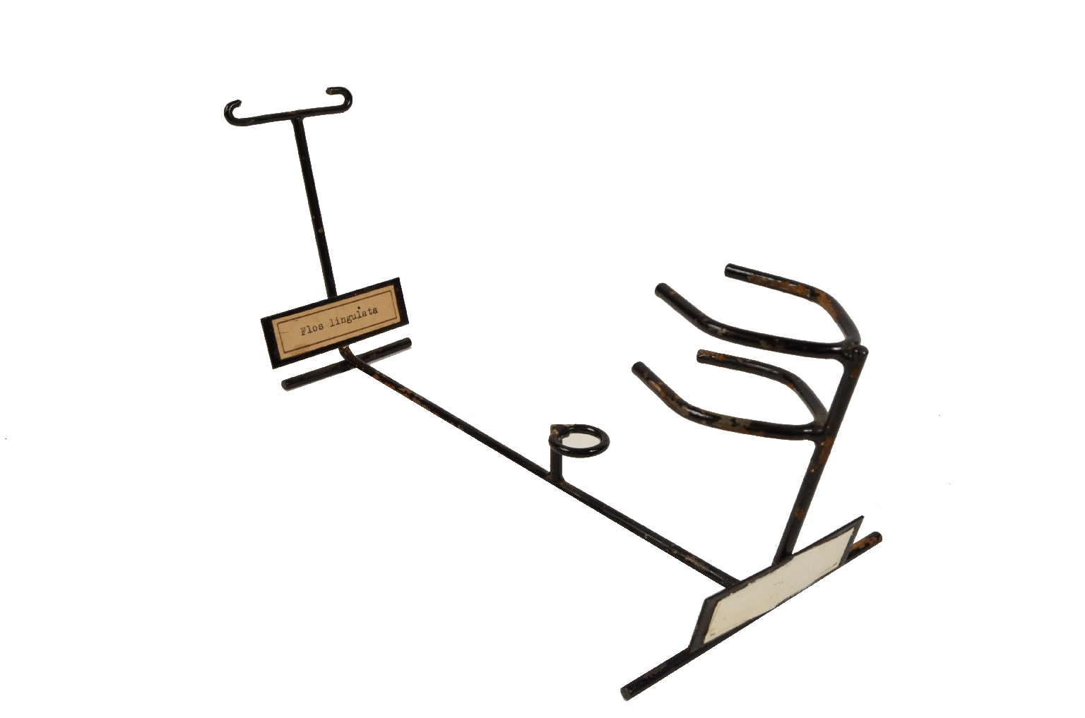 Storia naturale/5X-Passiflora