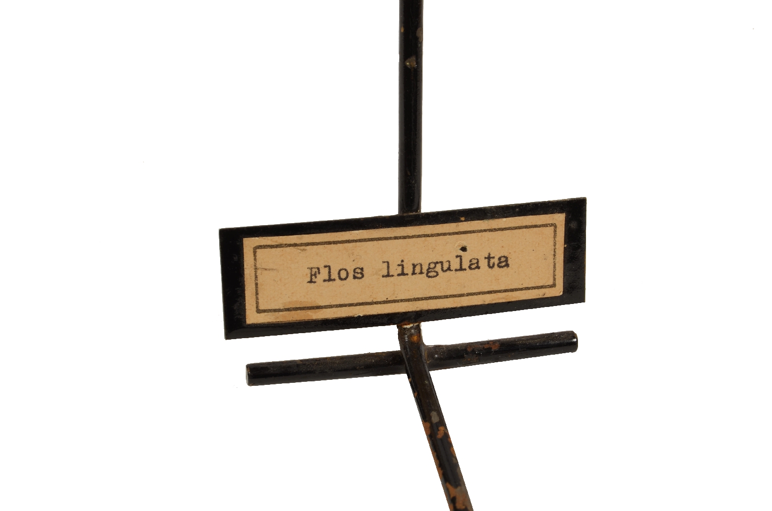 Storia naturale/5X-Passiflora