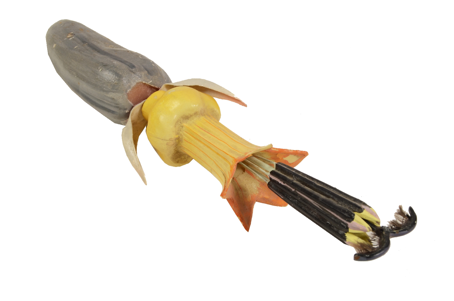 Storia naturale/5X-Passiflora