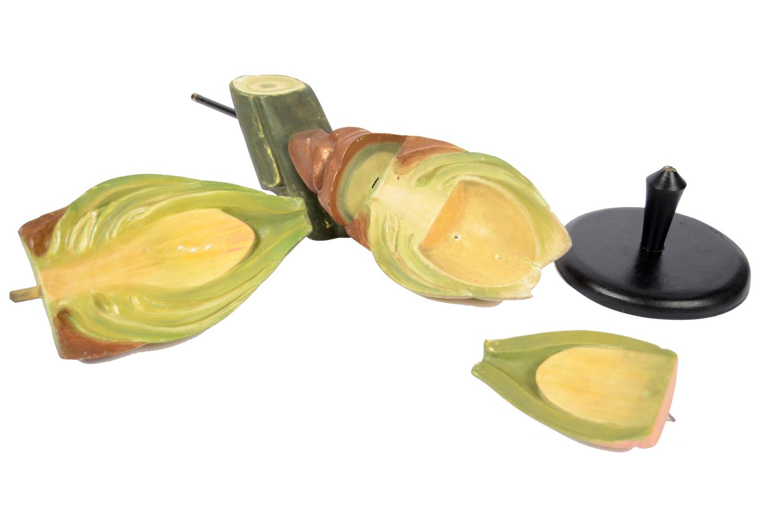 Natural history/6027-Yew seed