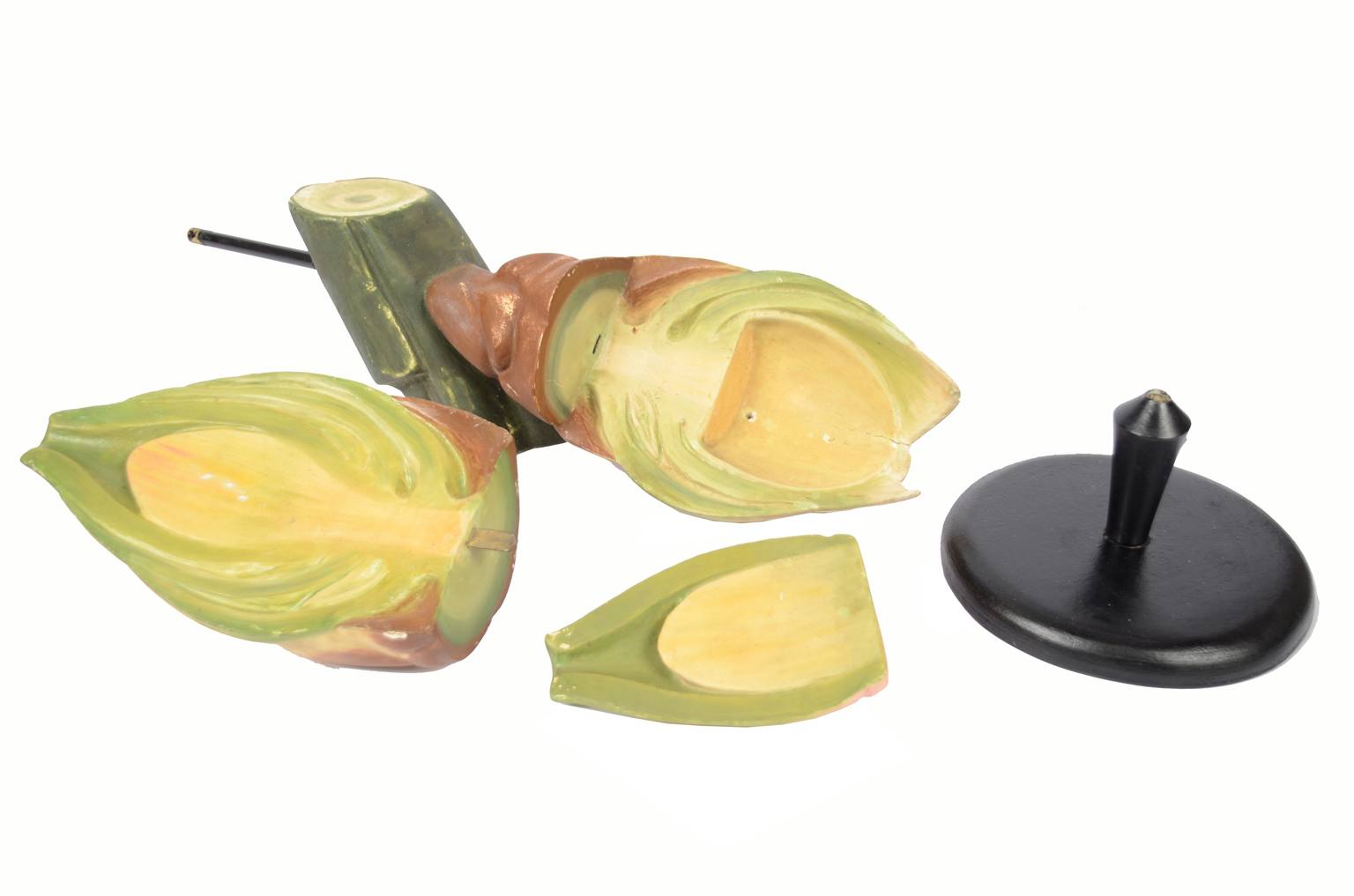 Storia naturale/6027-Seme del tasso