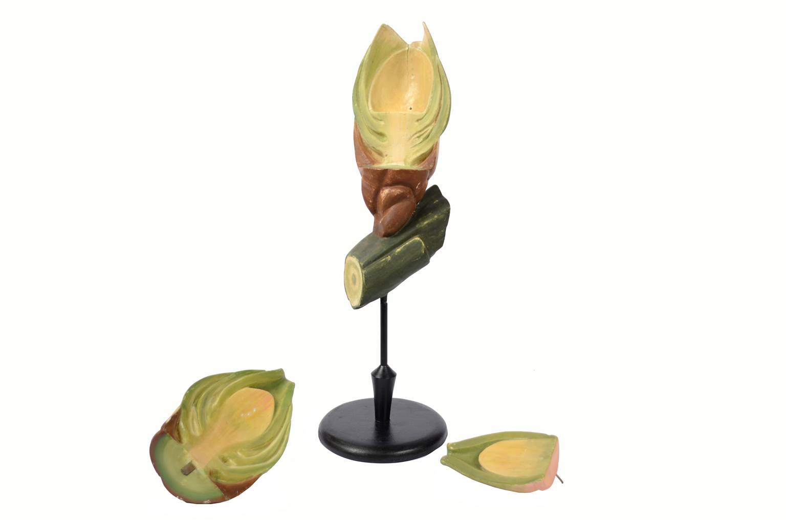 Storia naturale/6027-Seme del tasso