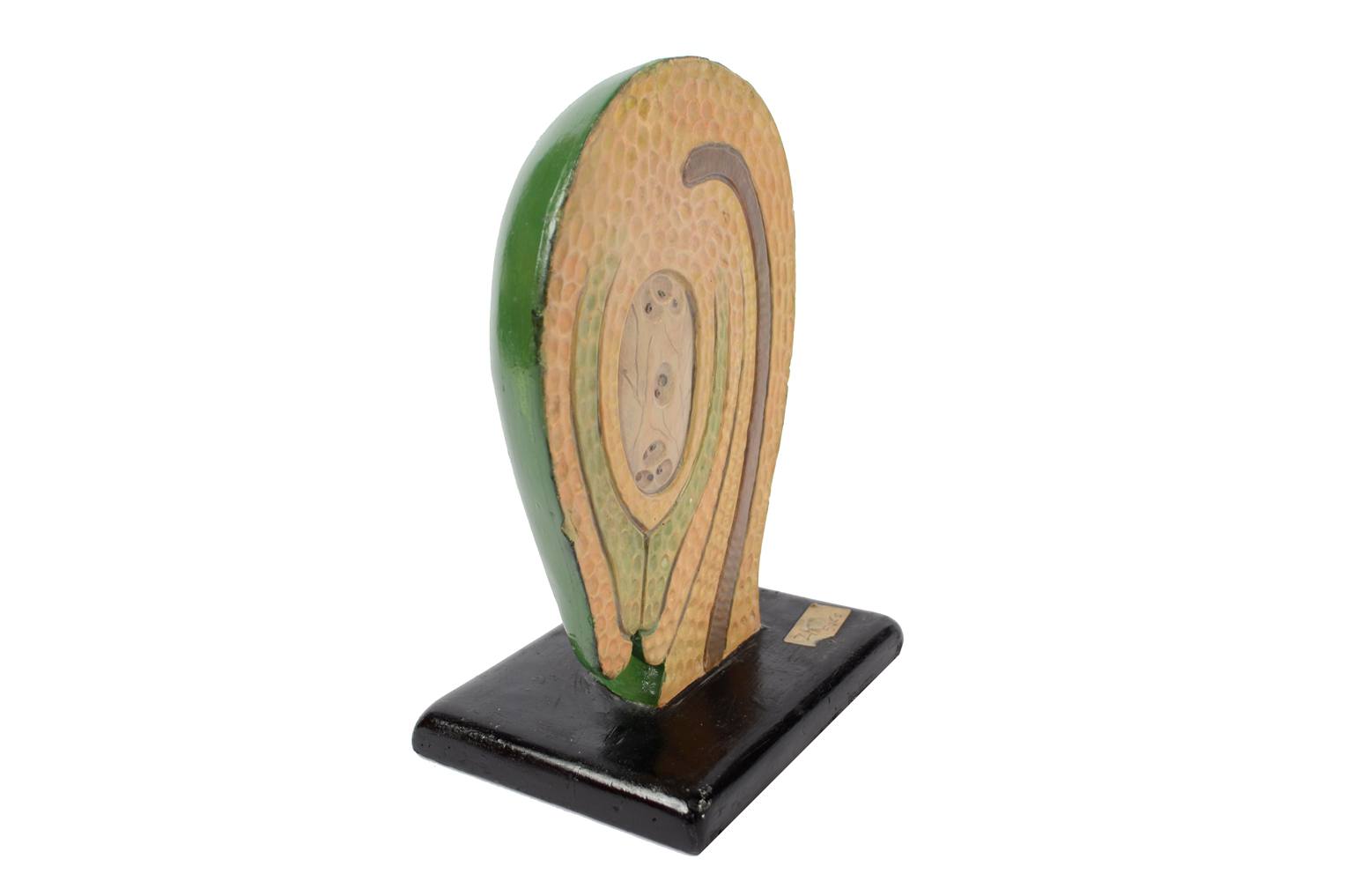 Natural history/6106-Syconium 1930