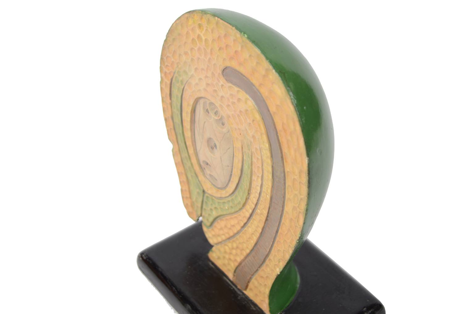 Natural history/6106-Syconium 1930