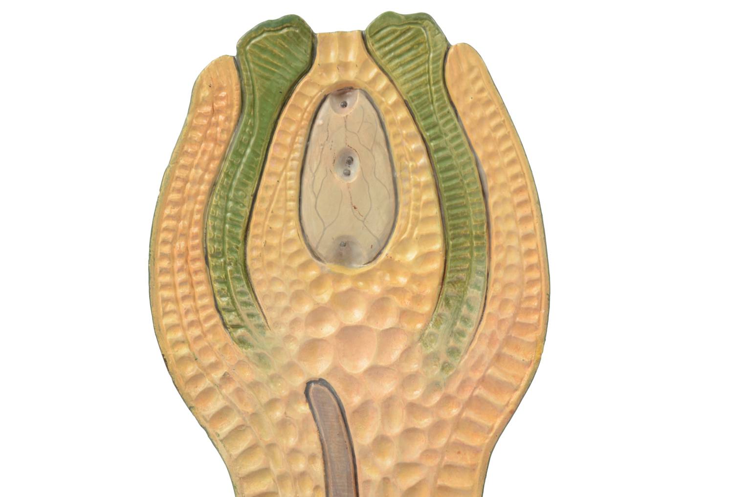 Natural history/61061-Syconium 1930