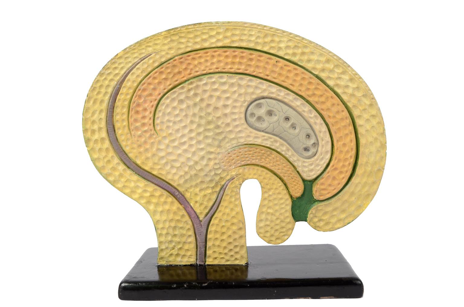 Natural history/61062-Syconium 1930