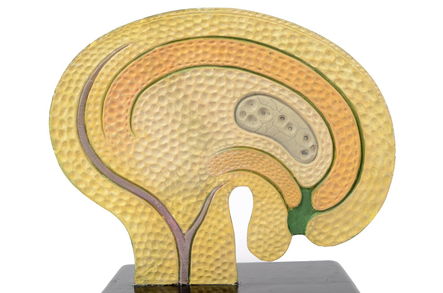 Storia naturale/61062-Sicono 1930