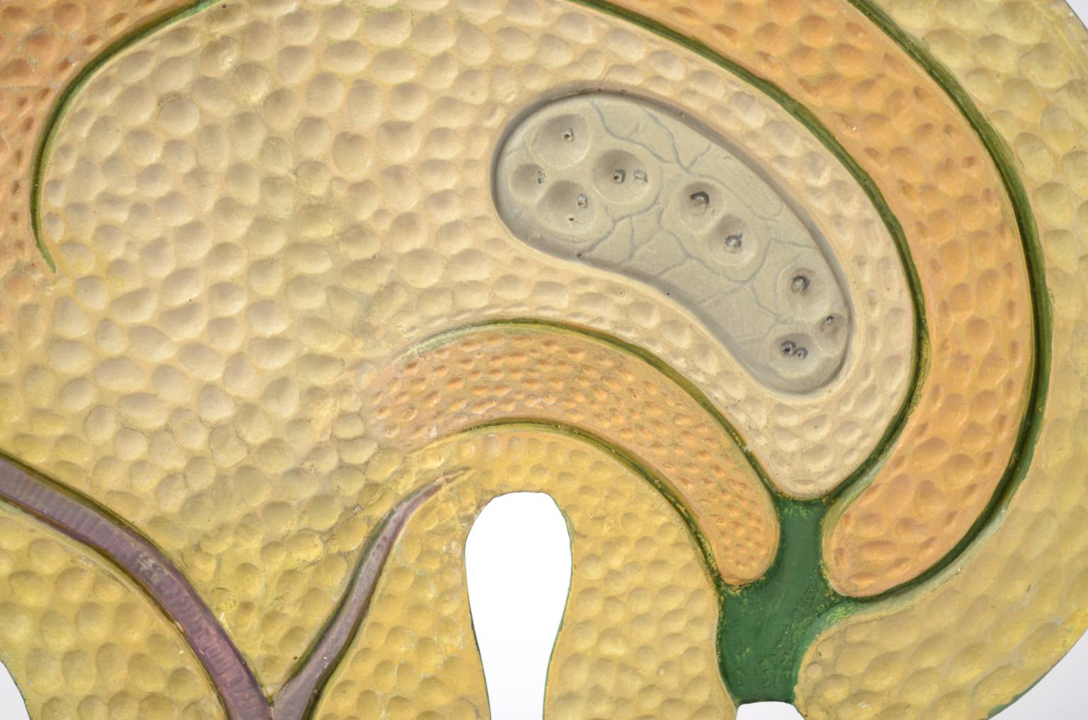 Storia naturale/61062-Sicono 1930