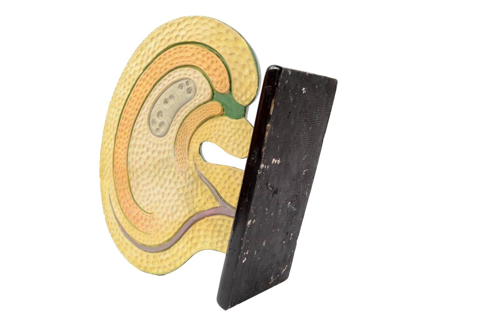 Storia naturale/61062-Sicono 1930