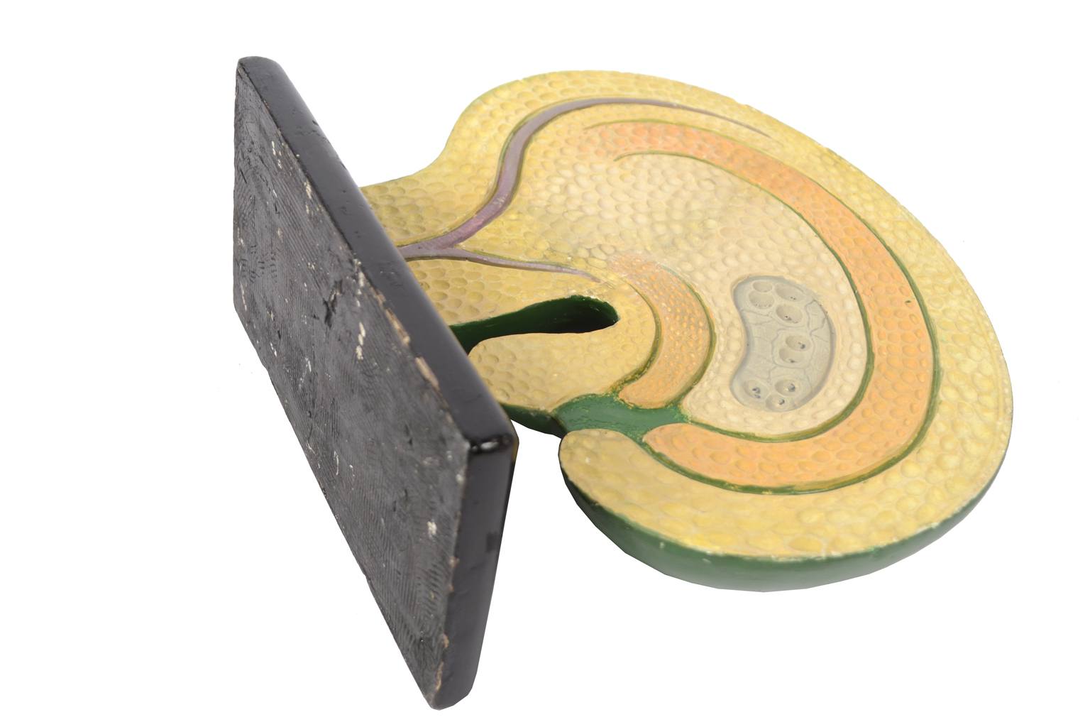 Storia naturale/61062-Sicono 1930