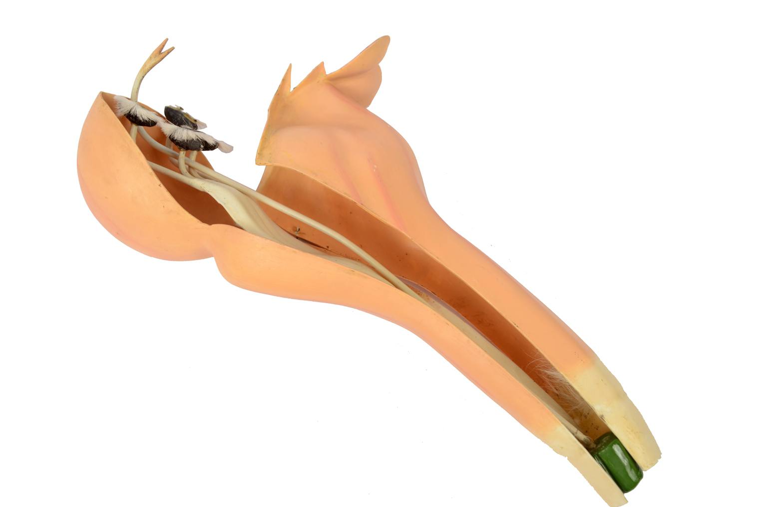 Storia naturale/6108-Lamium purpureum