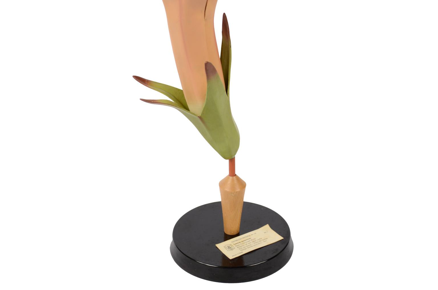 Storia naturale/6108-Lamium purpureum