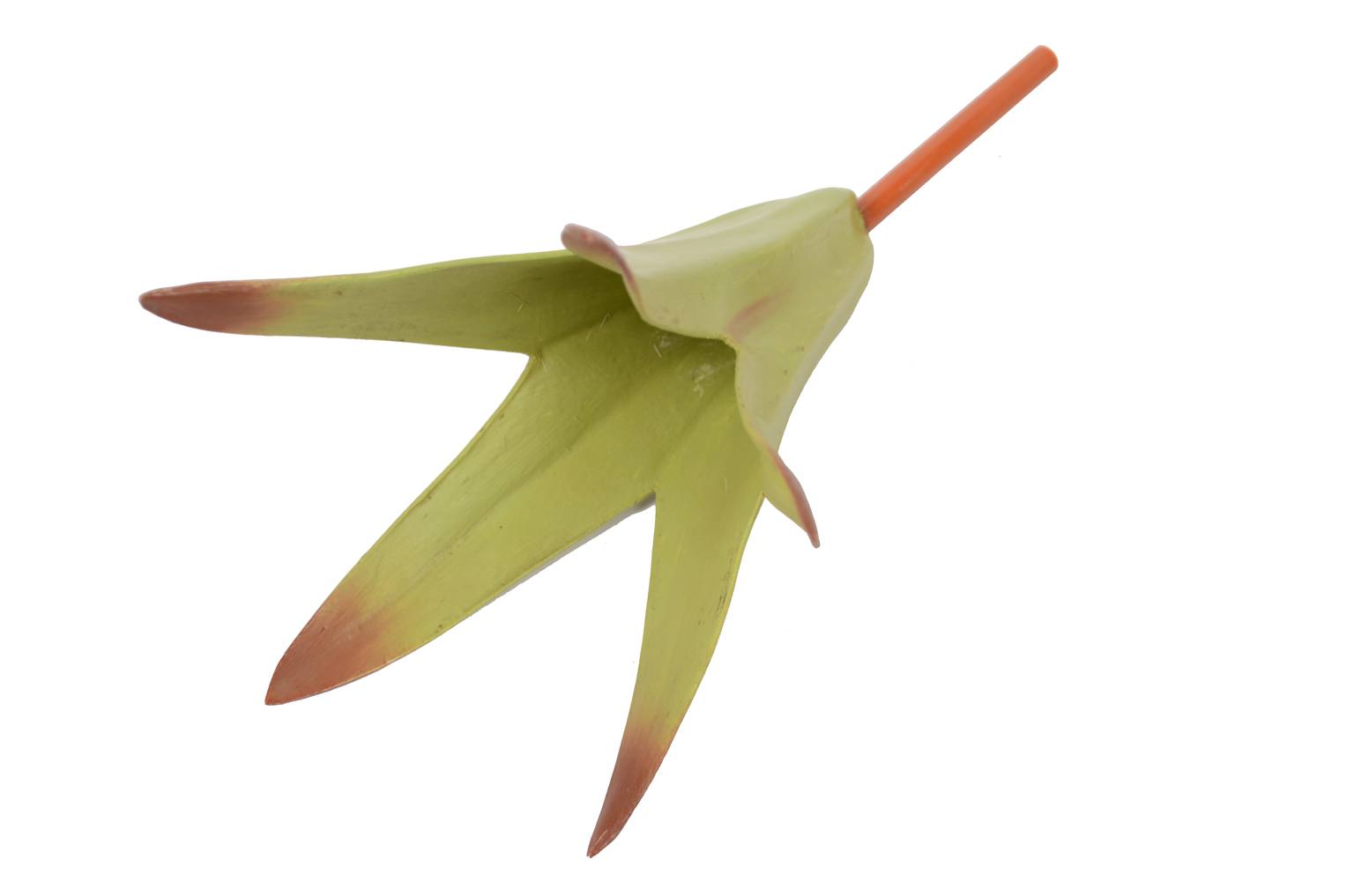 Storia naturale/6108-Lamium purpureum