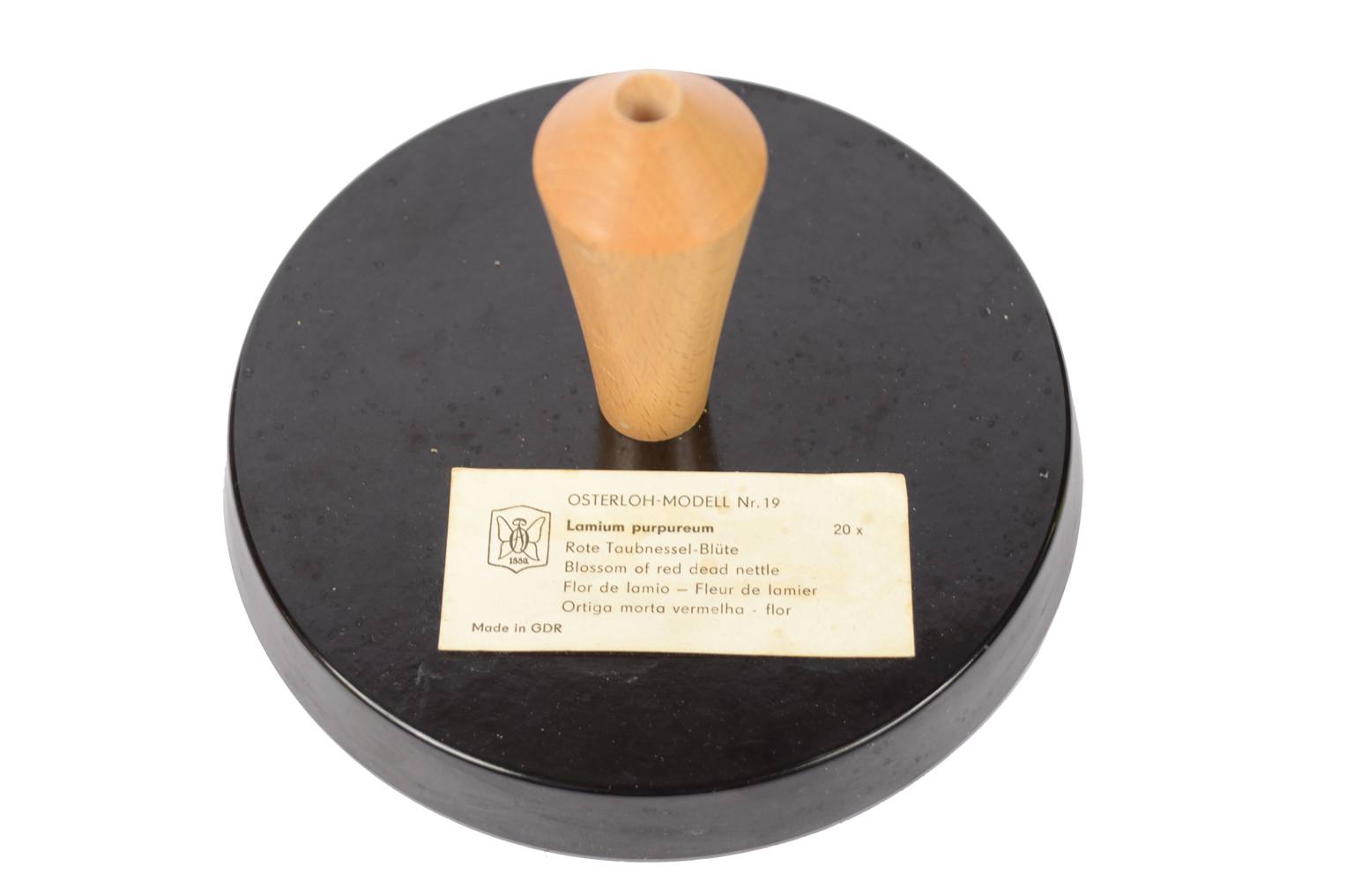 Storia naturale/6108-Lamium purpureum