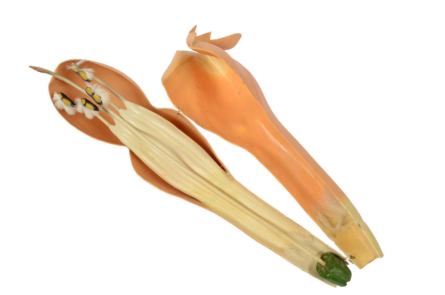 Storia naturale/6108-Lamium purpureum