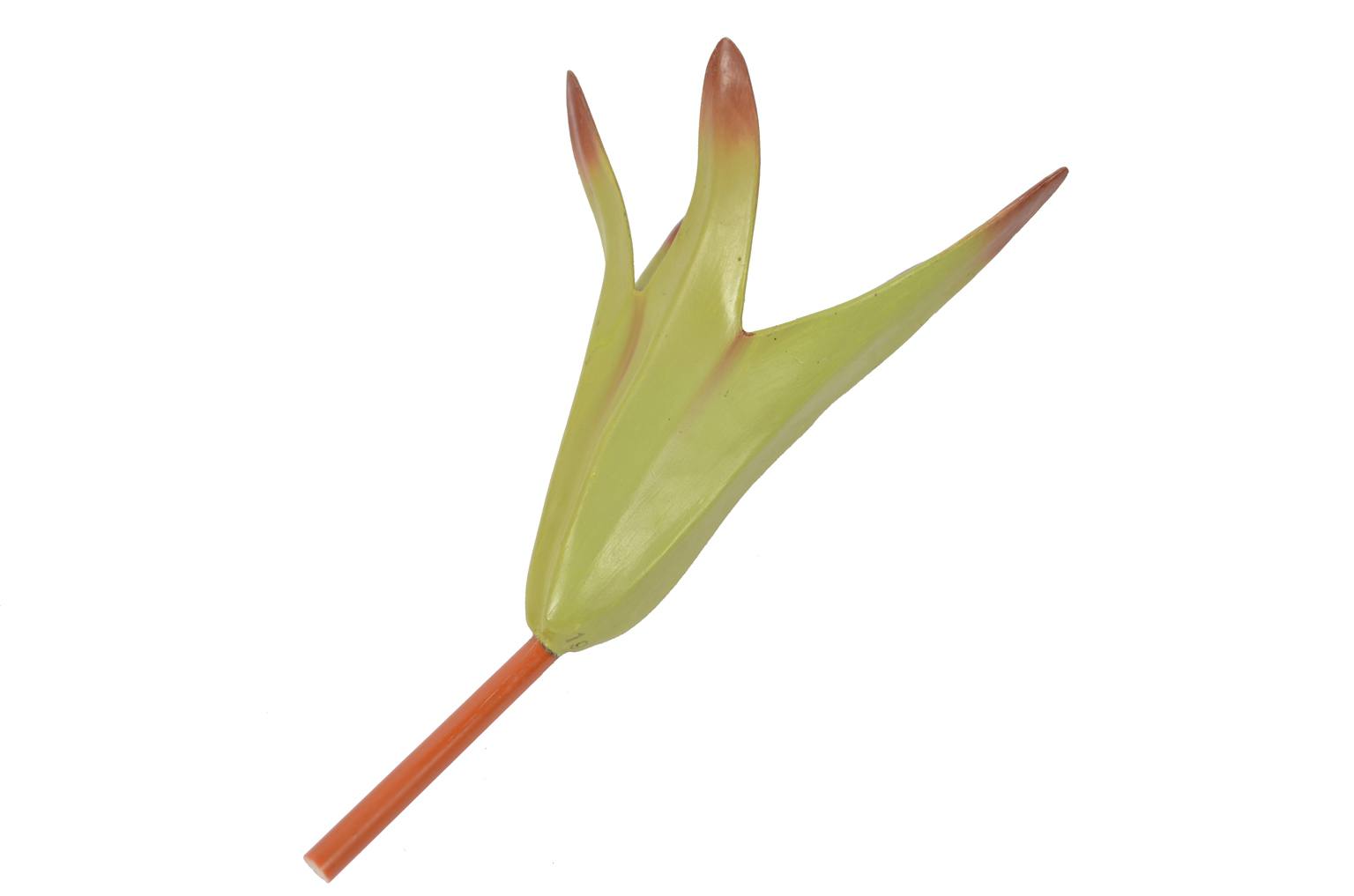 Storia naturale/6108-Lamium purpureum