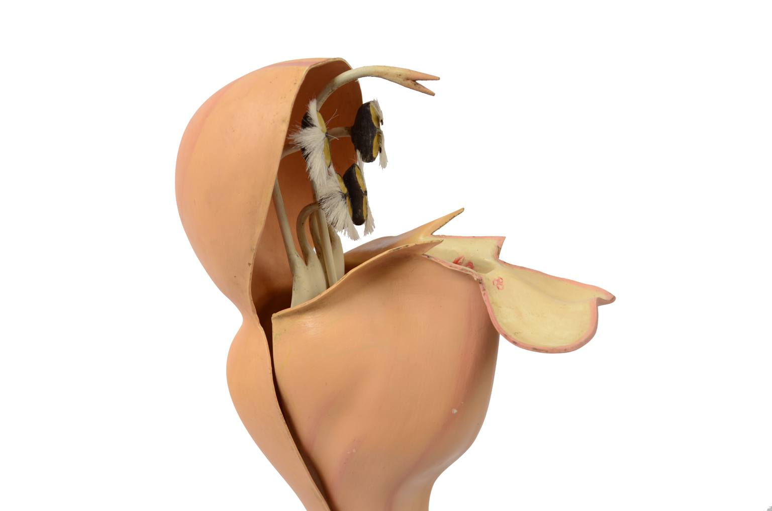 Storia naturale/6108-Lamium purpureum